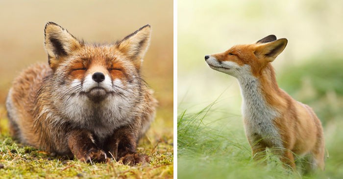 Fotograf dokumentuje dzikie lisy, które beztrosko cieszą się każdą chwilą swojego życia.