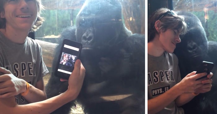 Ten goryl naprawdę chce obejrzeć zdjęcia z wakacji, które trzymasz na swoim telefonie.