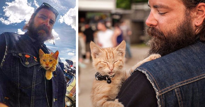 Motocyklista ratuje poparzonego kociaka i wyrusza z nim w podróż po Stanach Zjednoczonych.