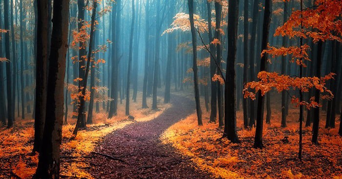 Oniryczne pejzaże jesiennych lasów autorstwa czeskiego fotografa.
