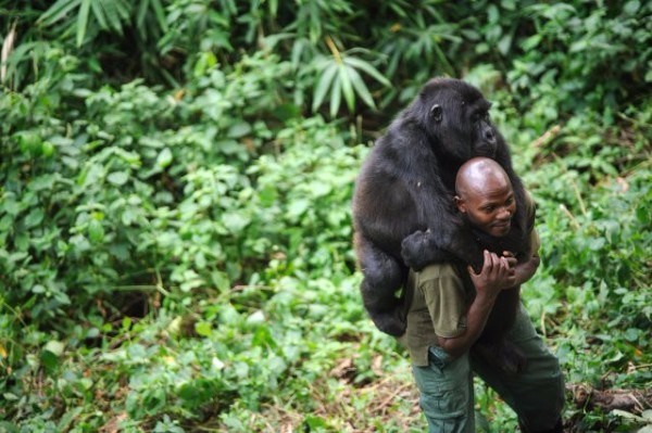 Mężczyzna pociesza zrozpaczonego goryla, którego matka zginęła z rąk kłusowników.