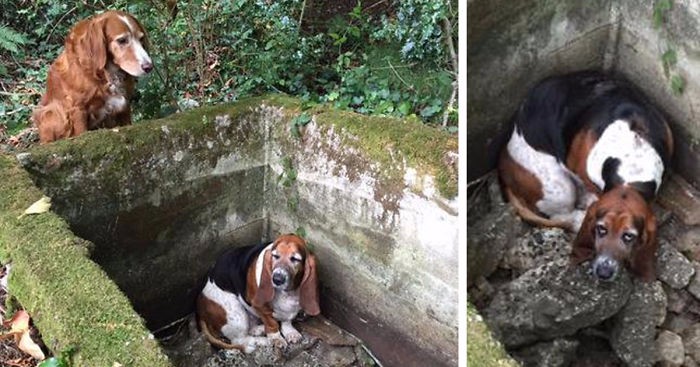 Ten pies spędził tydzień, pilnując swojego najlepszego przyjaciela uwięzionego w pułapce.