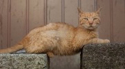25 przykładów zadziwiająco pokrętnej i niezrozumiałej dla człowieka kociej logiki.
