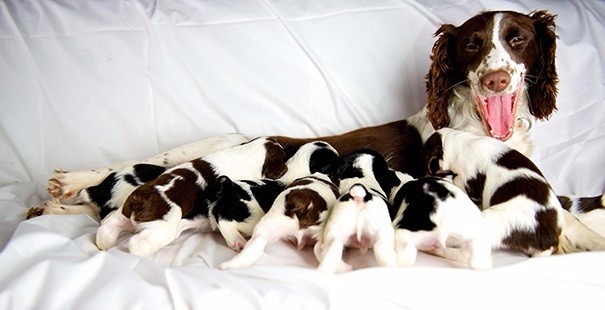 20 zdjęć szczęśliwych psich mam, dumnych ze swego uroczego potomstwa.