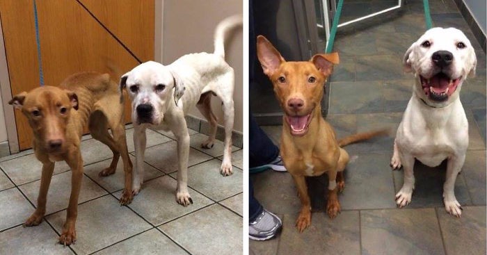 Weterynarze zdołali przemienić dwa wygłodzone psy w szczęśliwe, zdrowo odżywione zwierzaki.