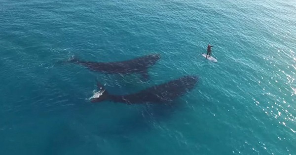 Przelatujący nad australijskim wybrzeżem dron zarejestrował niesamowite spotkanie dwóch wielorybów z surferem.