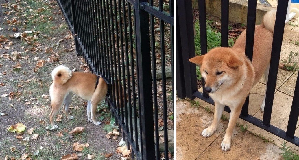 11 psów rasy Shiba inu, które próbują udowodnić, że tak naprawdę są kotami.