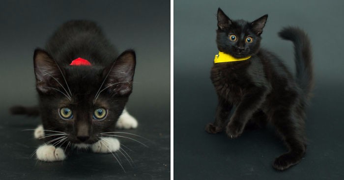 Artysta fotografuje koty ze schroniska, by zwiększyć ich szanse na adopcję.