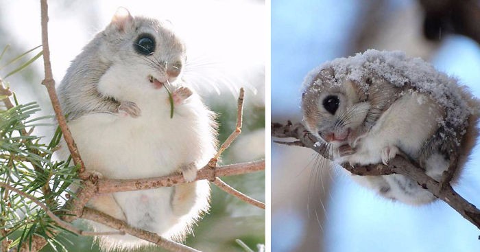 Japońskie i syberyjskie latające wiewiórki – prawdopodobnie najbardziej urocze stworzenia świata.