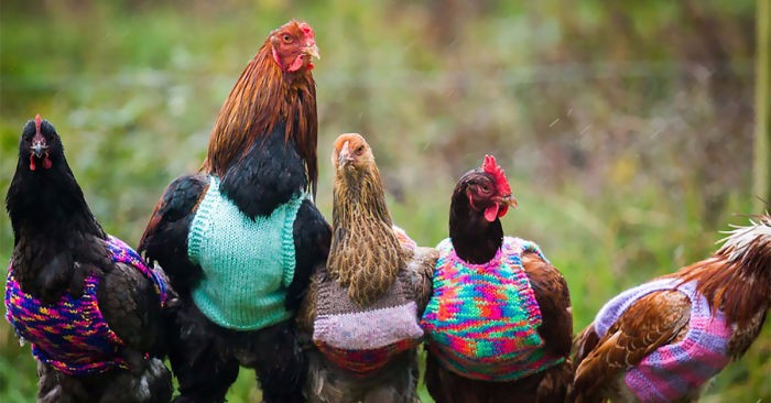 Kobieta ratuje emerytowane kury i ubiera je w ręcznie wykonane, wełniane sweterki.