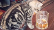 Brytyjski pub zaprasza do swojego wnętrza wszystkich miłośników kotów.