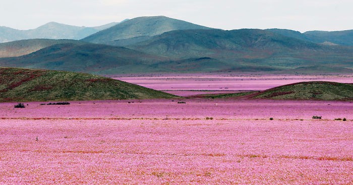 Pustynia Atakama nieoczekiwanie rozkwita niezliczoną ilością barwnych kwiatów.