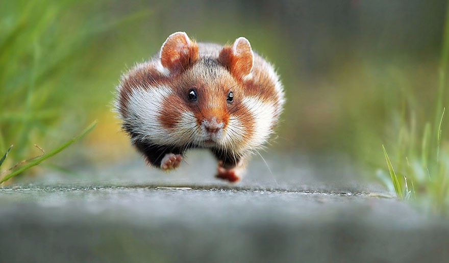 13 najzabawniejszych zdjęć zwierząt roku 2015.