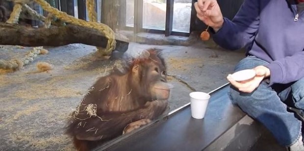 Ciekawski orangutan nie posiada się z radości na widok sztuczki, wykonanej przez mężczyznę zwiedzającego zoo.