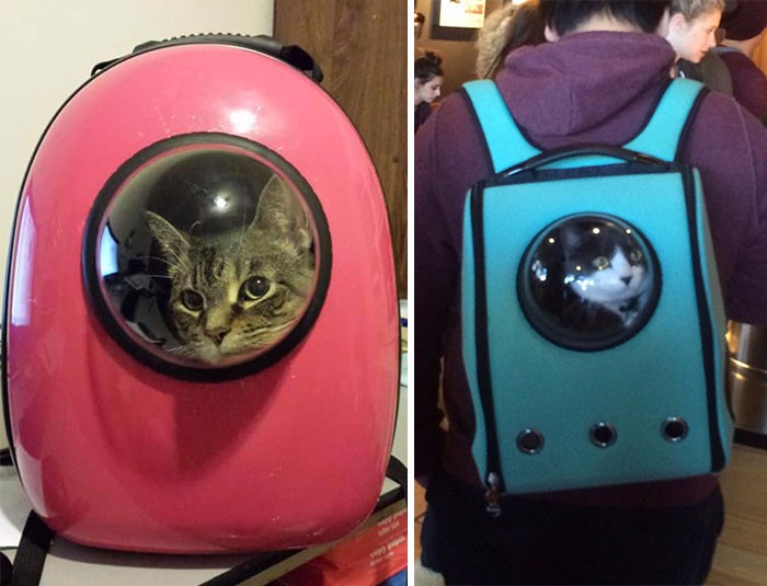 Ten zmyślny transporter przemieni Twojego kota w prawdziwego astronautę.
