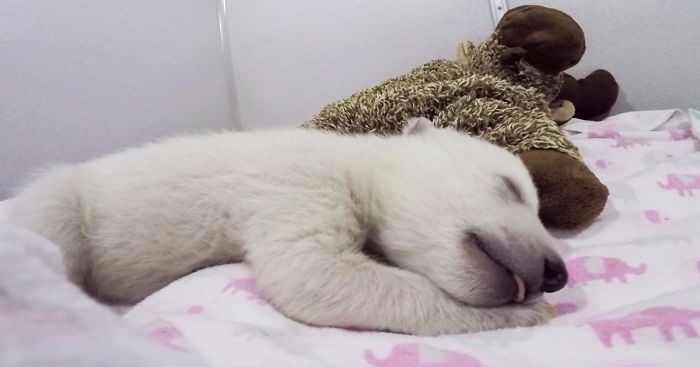 Porzucony, młody niedźwiedź polarny trafia pod opiekę pracowników zoo, natychmiast stając się ich ulubieńcem.