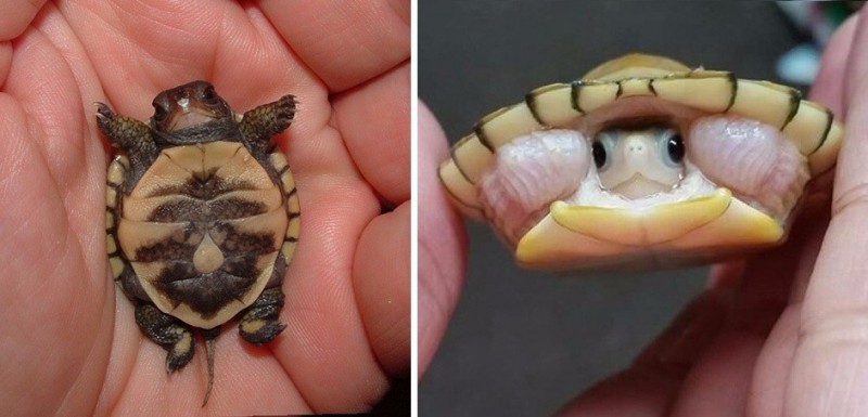 30 uroczych obrazków, które sprawią, że zapragniesz adoptować żółwia.