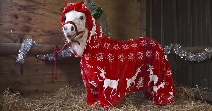 Foursie – stylowy, świąteczny kombinezon, który zapewni kucykowi ciepłą zimę.