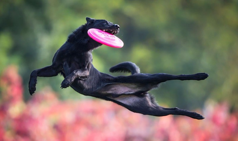 15 ekspresyjnych zdjęć, dzięki którym uwierzysz, że psy naprawdę potrafią latać!