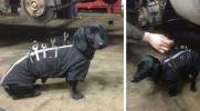 Pomocny jamnik zostaje asystentem mechanika w rosyjskim warsztacie samochodowym.