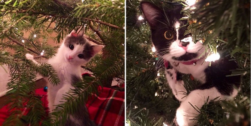 20 kotów, które zapragnęły pomóc swoim właścicielom przy dekorowaniu drzewka bożonarodzeniowego.