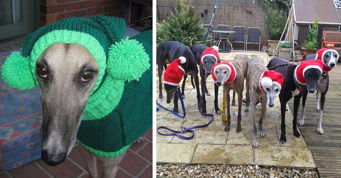Kobieta porzuciła pracę, by zająć się dzierganiem swetrów dla zmarzniętych, porzuconych psów.