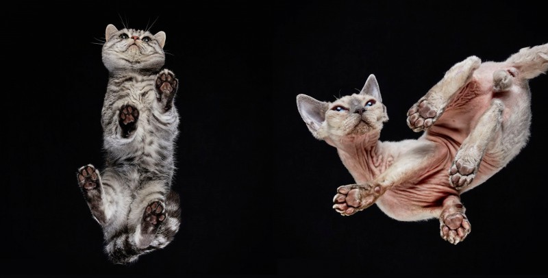 27 nietypowych zdjęć kotów, które sfotografowano od spodu.