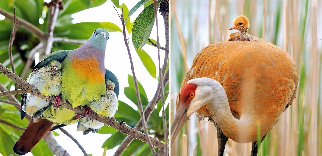 35 uroczych zdjęć, przedstawiających troskliwe ptaki, zajmujące się swoim potomstwem.