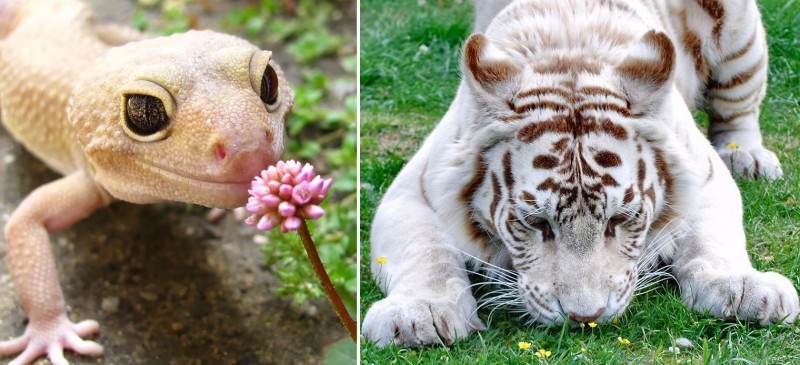 30 fotografii przedstawiających zwierzęta, delektujące się zapachem kwiatów.