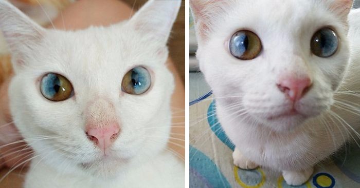 Niecodzienny widok kota o różnobarwnych tęczówkach sprawi, że nie będziesz mógł oderwać od niego wzroku.