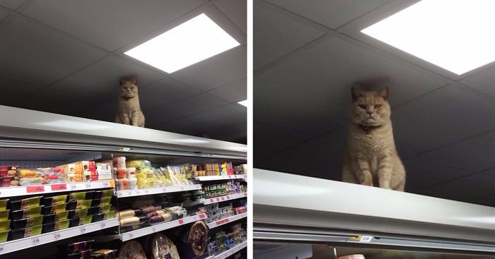Niepokorny kot udowadnia, że to właśnie on jest prawdziwym właścicielem tego supermarketu.