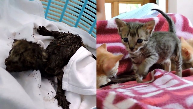 Indyjska organizacja pomocy zwierzętom uratowała życie porzuconym przez matkę kociakom.