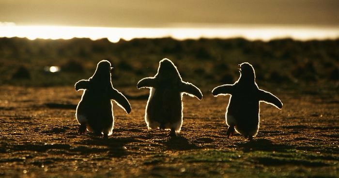 20 uroczych zdjęć pingwinów, które roztopią lód nawet najbardziej oziębłych serc.