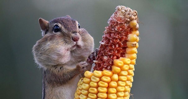 22 zabawne zdjęcia zwierzaków, które próbują uporać się ze swoim jedzeniem.