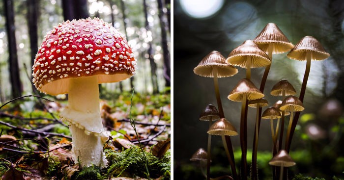 21 fotografii leśnych grzybów, zachwycających różnorodnością kształtów, barw i faktur.