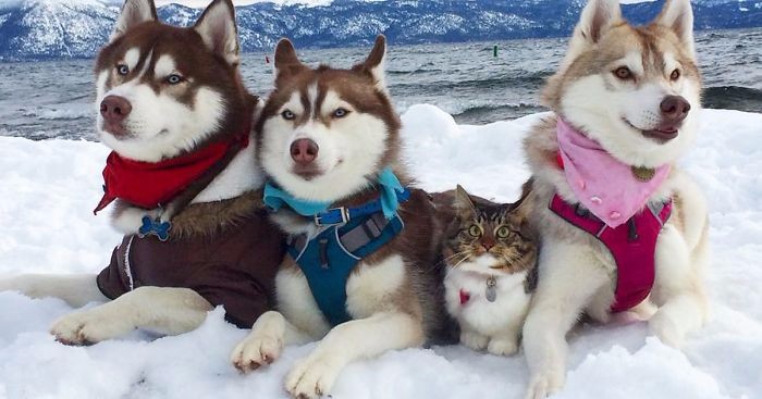 Trzy psy rasy husky zaprzyjaźniły się z małym kotkiem, któremu uratowały życie.