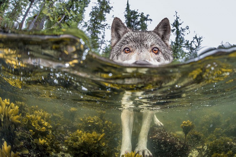 20 najbardziej efektownych zdjęć, udostępnionych przez National Geographic w 2015 roku.