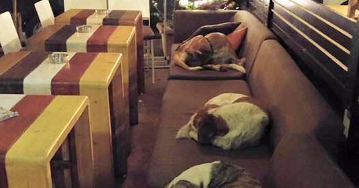 Grecka kawiarnia każdej nocy zapewnia bezdomnym psom schronienie, zapraszając je do swojego wnętrza.