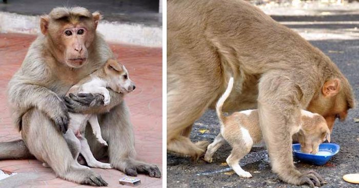 Waleczny makak adoptuje bezbronnego szczeniaka, ratując go przed bezpańskimi psami.