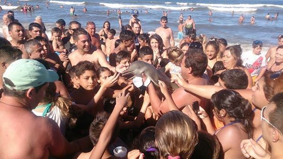 Młody delfin stał się ofiarą spragnionego wrażeń tłumu argentyńskich plażowiczów.