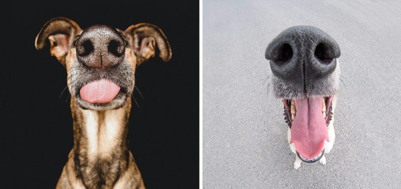 15 zdjęć wyjątkowo ciekawskich psów, które postanowiły dokładnie zbadać obiektyw aparatu.