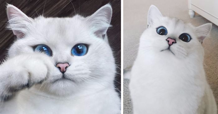 Oto Coby – zachwycający kot o najpiękniejszych oczach świata.