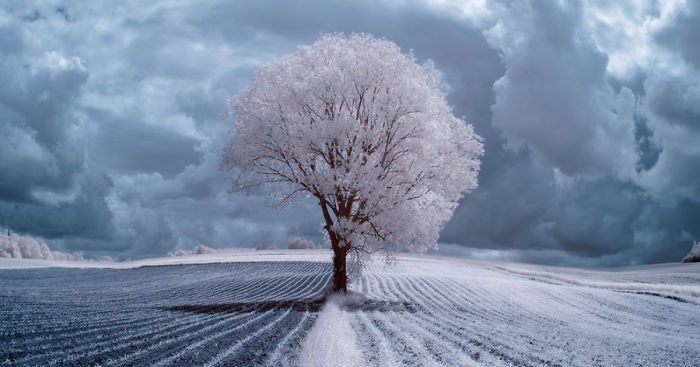 Utalentowany fotograf oczarował świat zdumiewającymi zdjęciami polskich drzew.