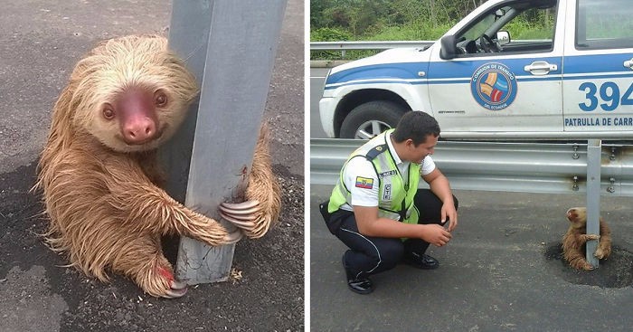 Policjant ratuje przerażonego leniwca, uwięzionego na środku autostrady.