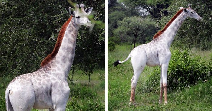 Poznajcie 15-miesięczną Omo – wyjątkowo umaszczoną, białą żyrafę z Tanzanii.