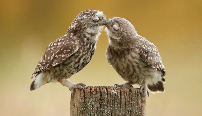 26 walentynkowych buziaków w wykonaniu zwierzęcych par.