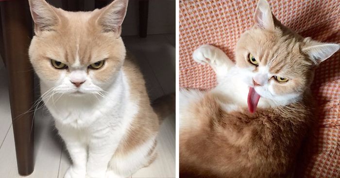 Oto Koyuki – japoński Grumpy Cat, który zachwyca Internet swoją bogatą mimiką.