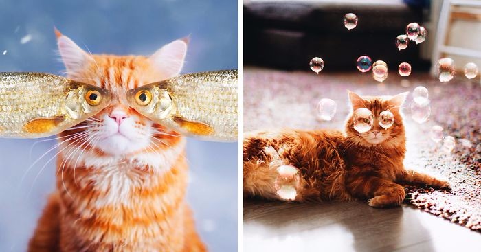 Majestatyczny, rudy kot pozuje do pomysłowych zdjęć swojemu osobistemu fotografowi.