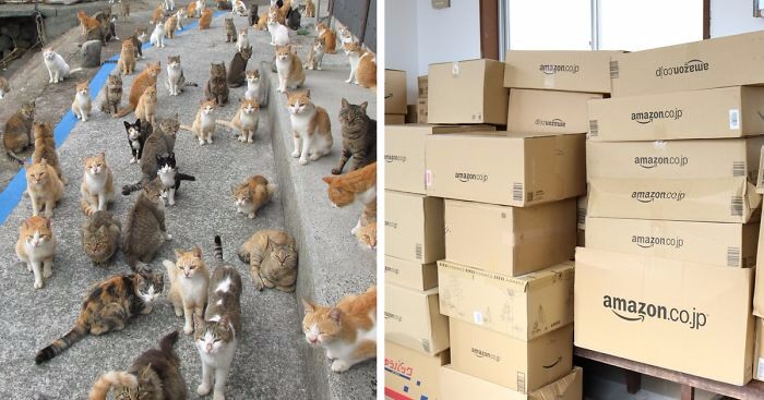 Japońska Kocia Wyspa prosi o pożywienie dla swoich mieszkańców. Otrzymuje więcej, niż potrafi pomieścić.