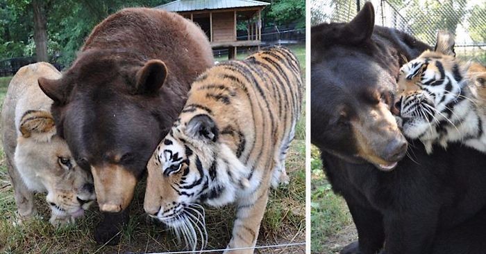 Niedźwiedź, tygrys i lew – historia wyjątkowej przyjaźni, która łamie wszelkie stereotypy.